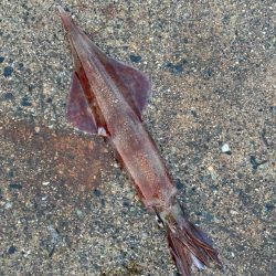 タマズメ、短時間釣行