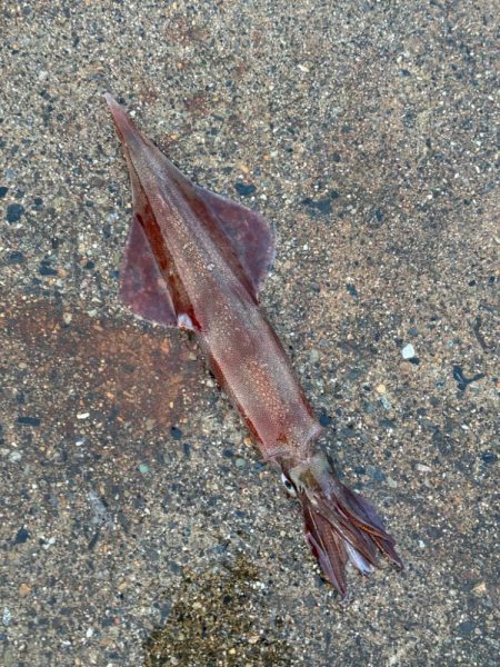 タマズメ、短時間釣行