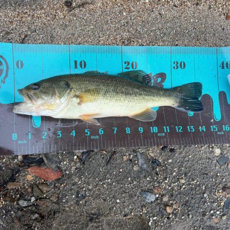 リアクションで一本🔥