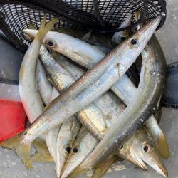 朝マズメのカマス釣りで22匹GET