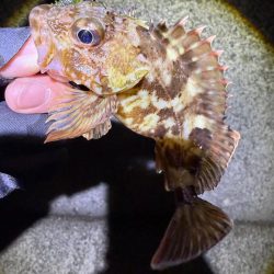 久しぶりにガシリング