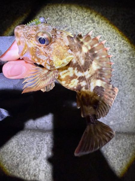 久しぶりにガシリング