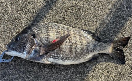 極寒の中エビ撒き