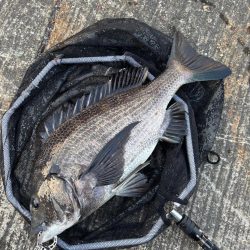 ヘチってきました