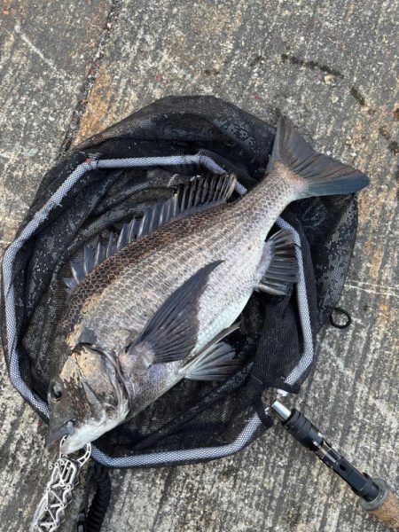 ヘチってきました