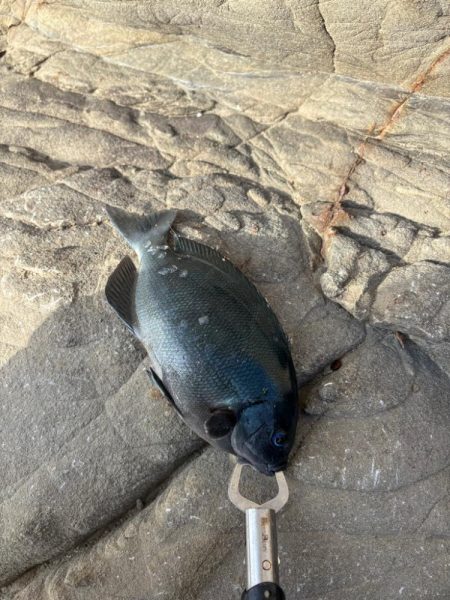 那智勝浦沖磯フカセ