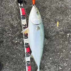 サワラがいたはずなのに！