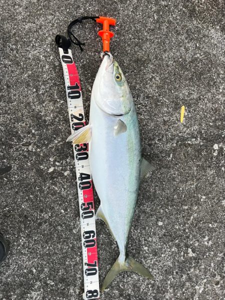 サワラがいたはずなのに！