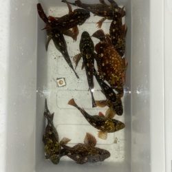 良型カサゴばかり