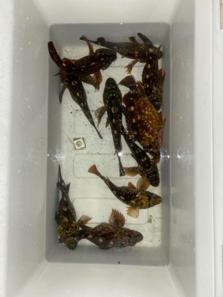 良型カサゴばかり