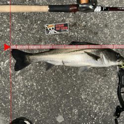 狙い通り！ちゃんとやれば二投目で釣れる！