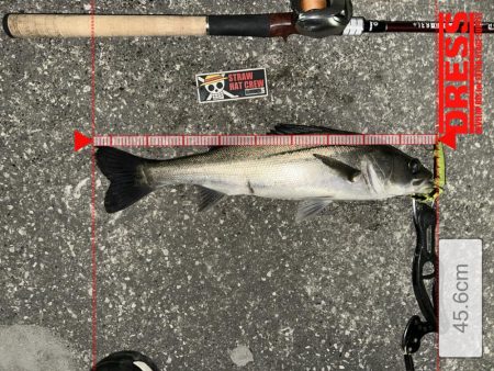 狙い通り！ちゃんとやれば二投目で釣れる！