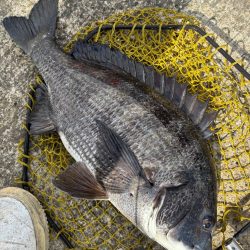 ヘチってきました