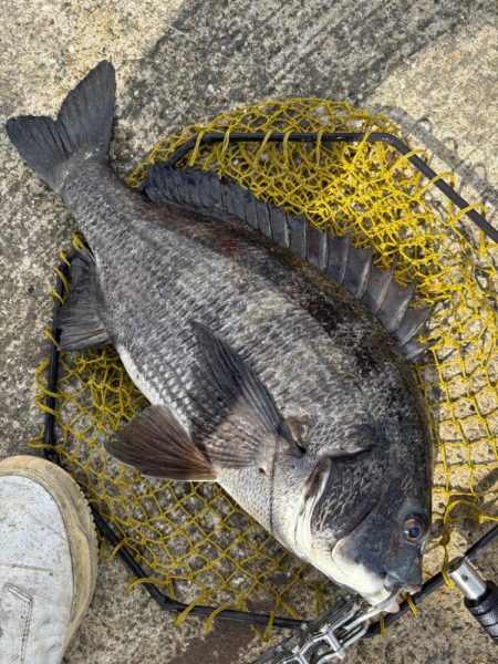 ヘチってきました