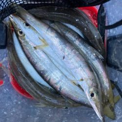 朝マズメのカマス釣りで19匹GET