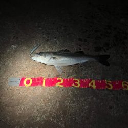 干潮でシーバスのアタックが美しく