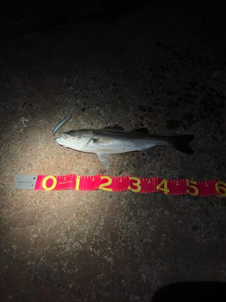 干潮でシーバスのアタックが美しく