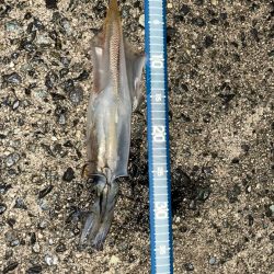 初釣りはヤリイカ(*´꒳`*)