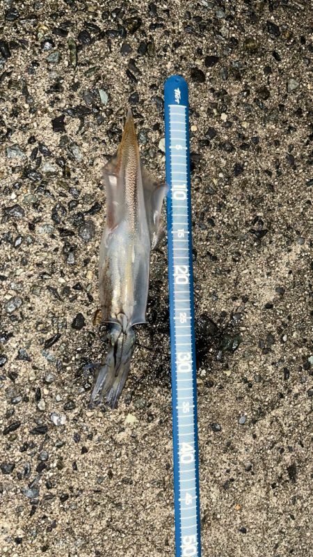 初釣りはヤリイカ(*´꒳`*)