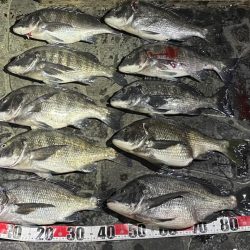 好調！　チヌジギング