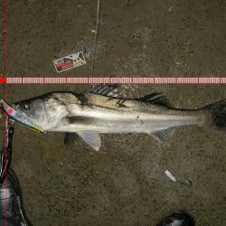 ポカポカから極寒シーバス