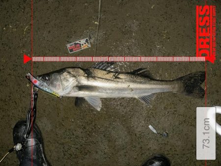 ポカポカから極寒シーバス