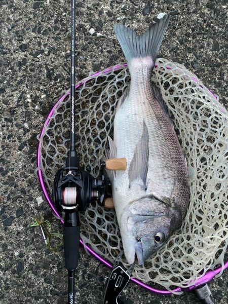 極寒激渋チニング！