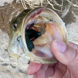 釣れたのか？🐟