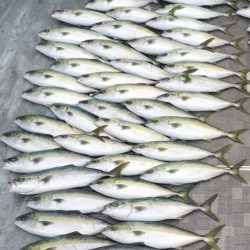 真冬逆ハンドルジギング