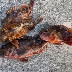 ガシリング　好調です