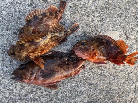 ガシリング　好調です