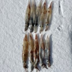 ヤリイカエギング、爆釣?