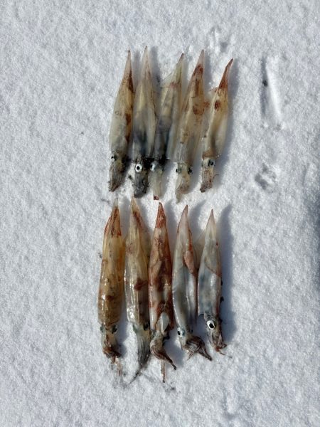 ヤリイカエギング、爆釣?