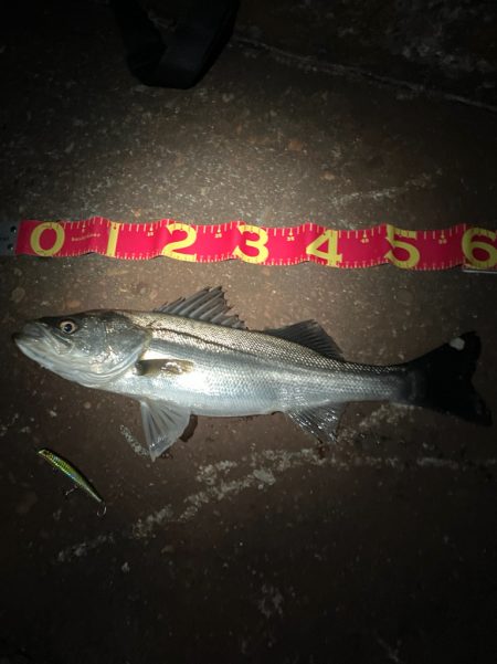 バチの姿は見えないが、バチ食いか？