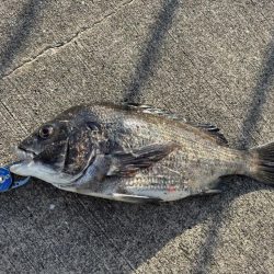 エビ撒きでチヌ釣れてま