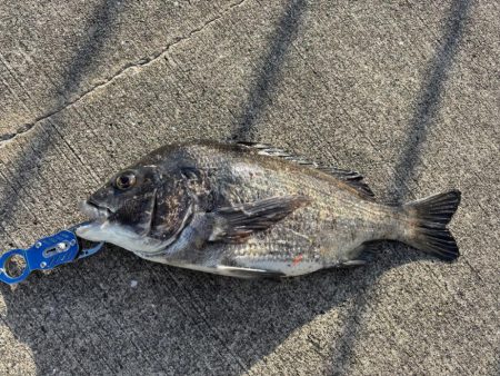 エビ撒きでチヌ釣れてま