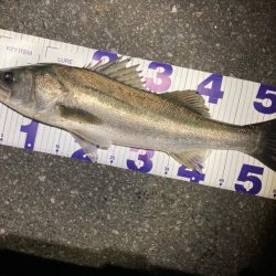 ヒル付きのシーバスが帰って来るぞ