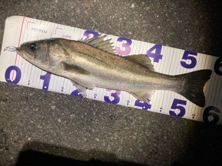 ヒル付きのシーバスが帰って来るぞ