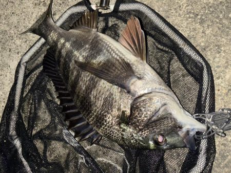 ヘチってきました