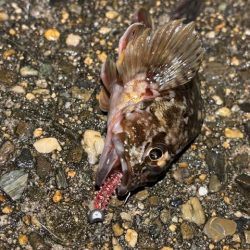極寒期の激渋｜メバル釣れる気がせず