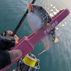 福田漁港   激渋朝まづめアジング