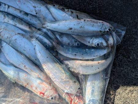 ライトゲーム全く…サビキでサッパ良好！