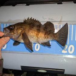 雨天ライトゲーム