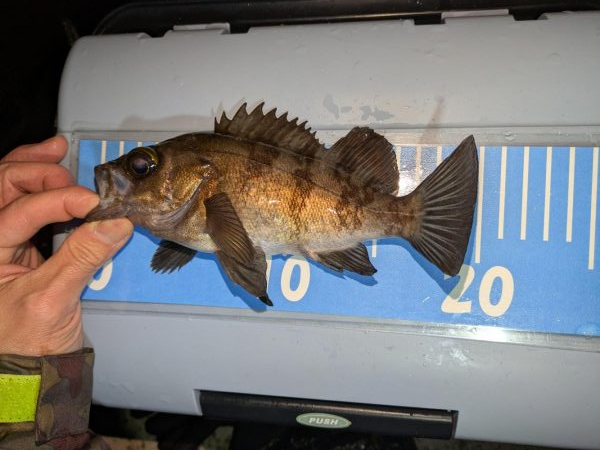 雨天ライトゲーム