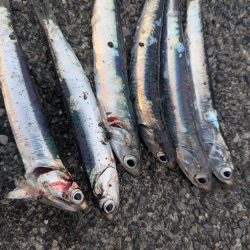 サビキでサッパ多とカタクチイワシ少