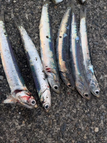 サビキでサッパ多とカタクチイワシ少