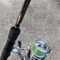 アジングでエサ確保 尺アジもエサです。