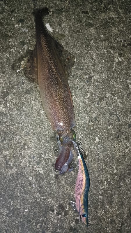 カサゴ祭ん🥹‪