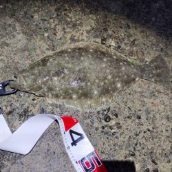 2025ファーストフィッシュ