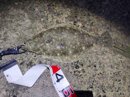 2025ファーストフィッシュ